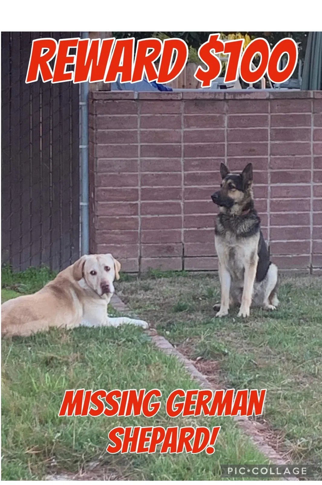 Lost dog in Fresno, CA, 93727