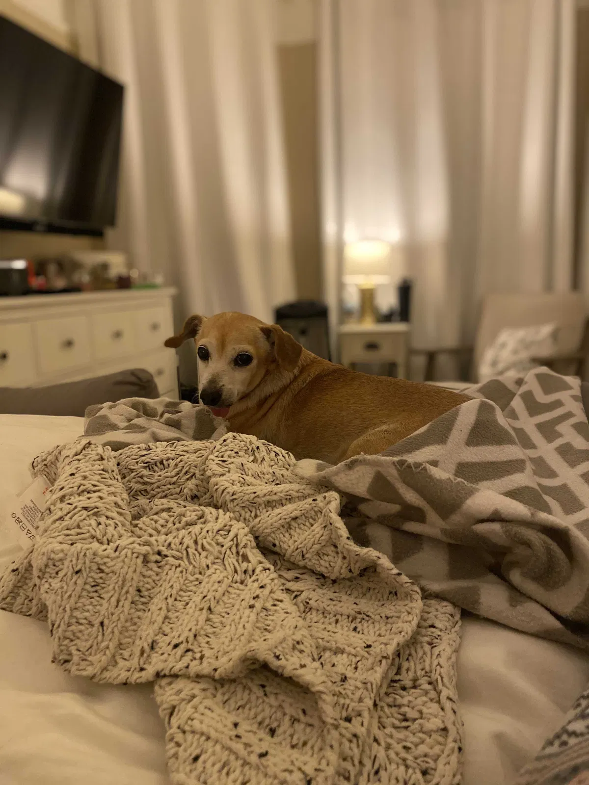 Lost dog in Santa Ana, CA, 92707