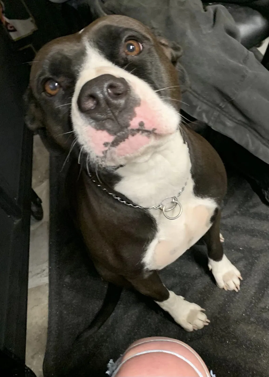 Lost dog in Denver, CO, 80216