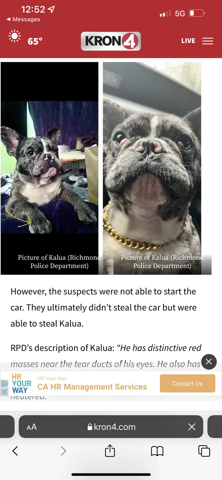 Lost dog in Vallejo, CA, 94589