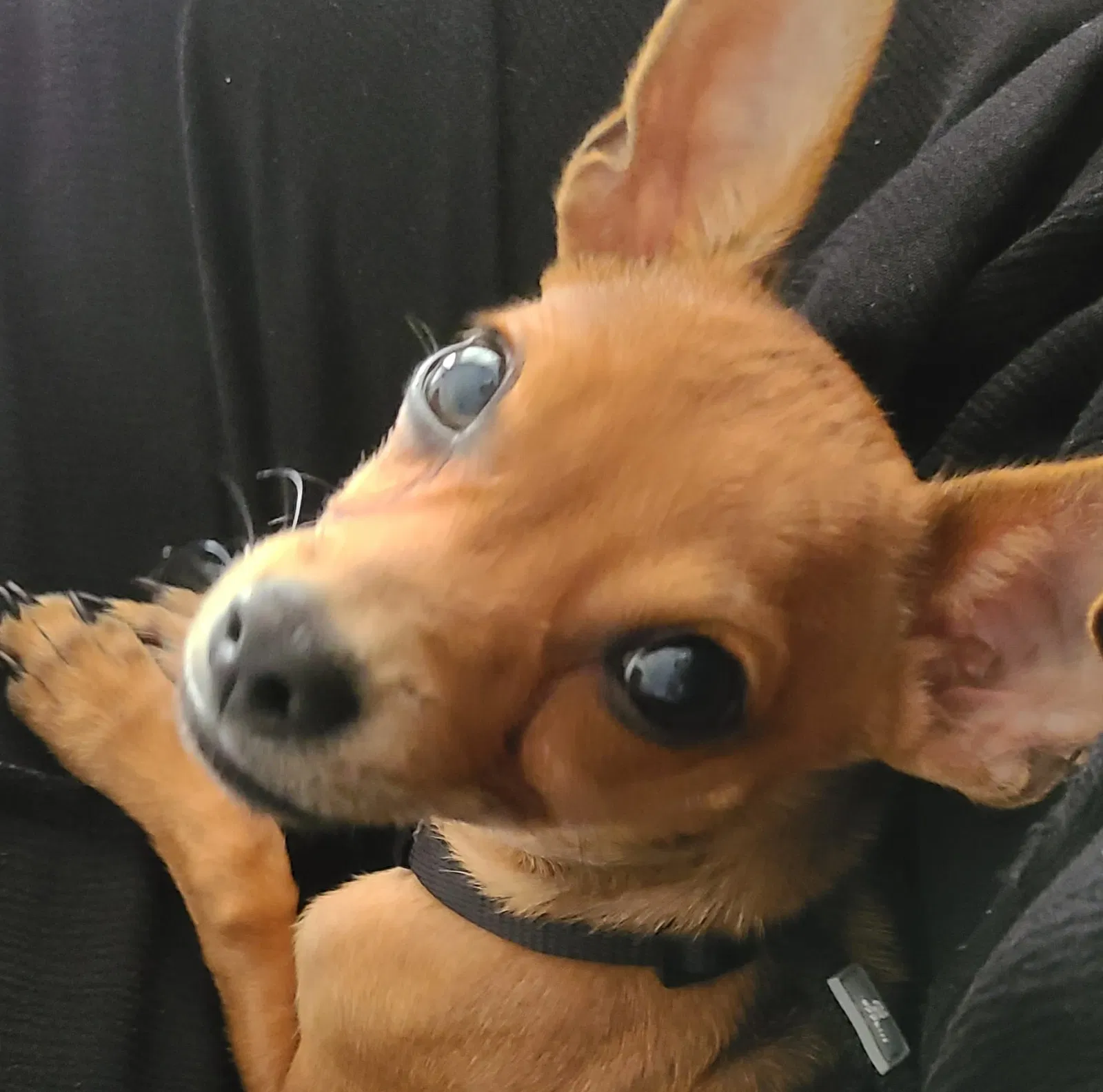 Lost dog in Lake Worth, FL, 33460