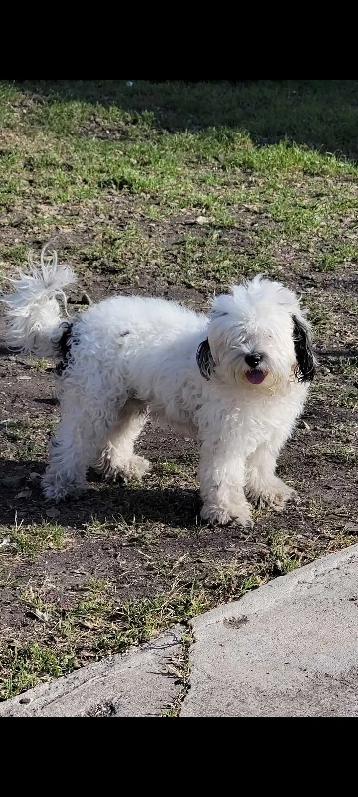 Lost dog in San Antonio, TX, 78211