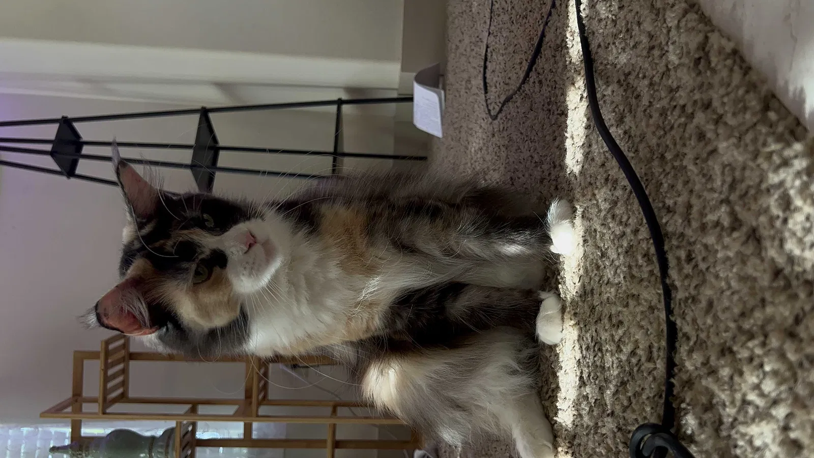 Lost cat in San Antonio, TX, 78251
