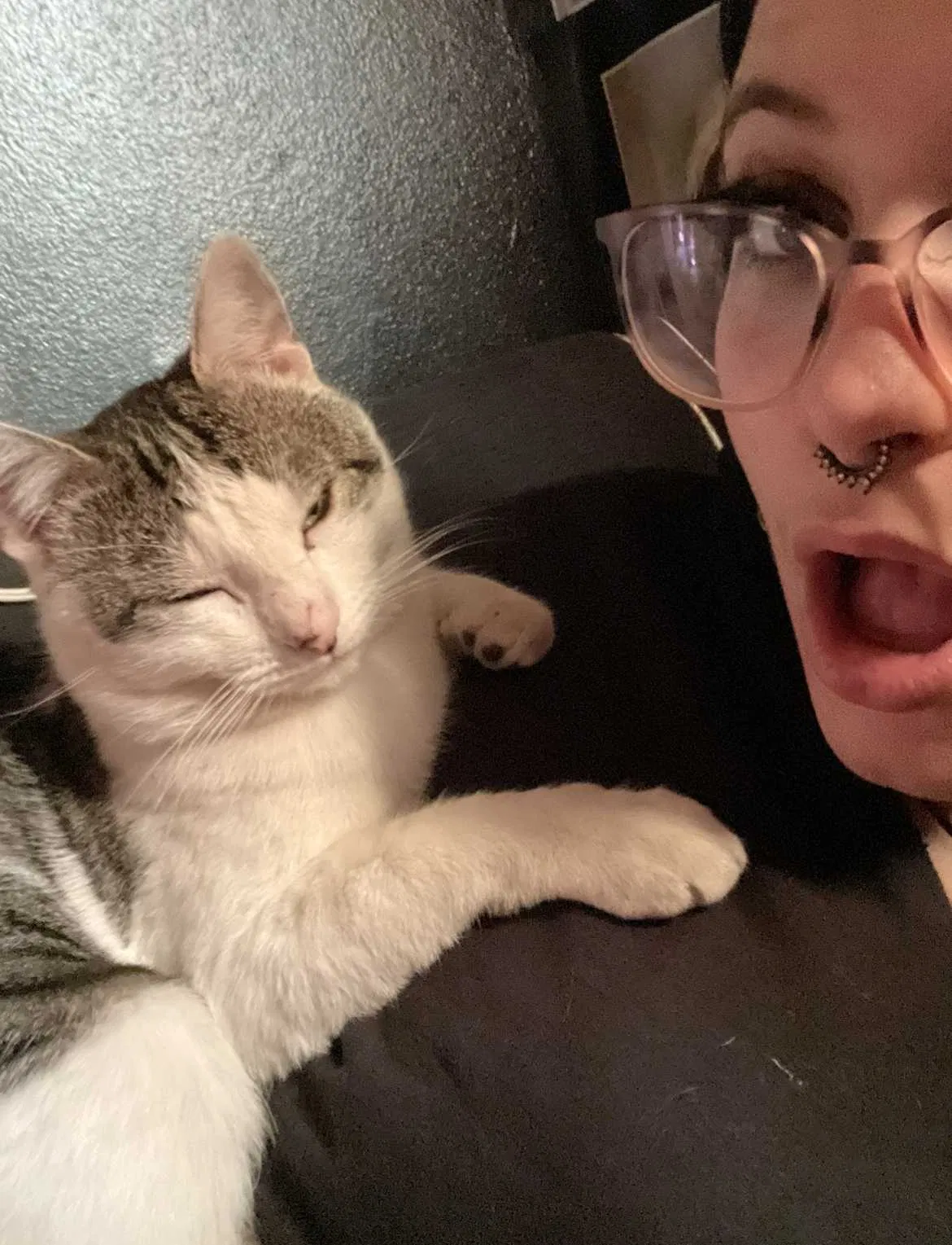 Lost cat in Las Vegas, NV, 89119
