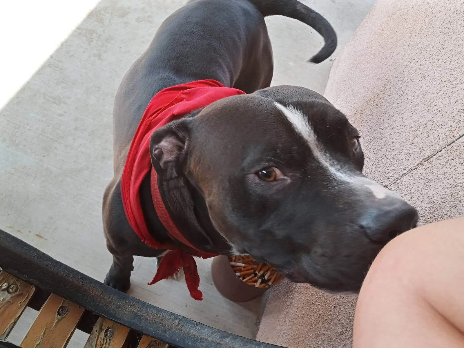 Lost dog in Denair, CA, 95316