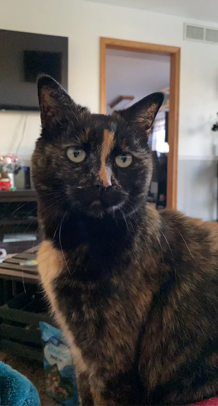 Lost cat in Findlay, OH, 45840