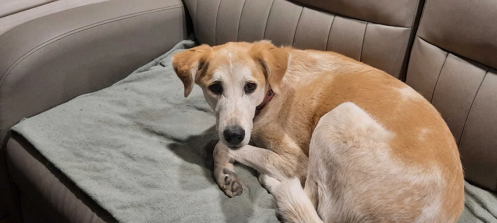 Lost dog in Laramie, WY, 82072