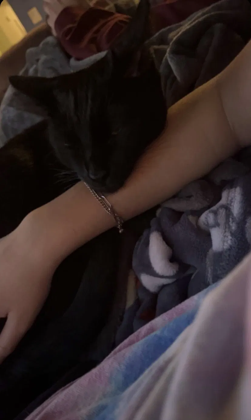 Lost cat in Cincinnati, OH, 45251