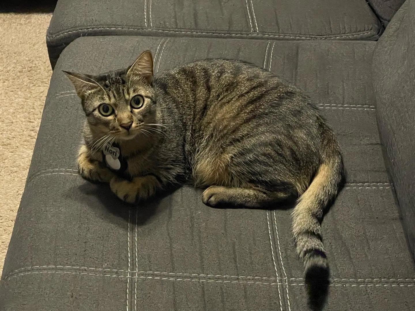 Lost cat in Mililani, HI, 96789