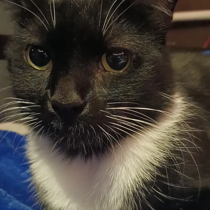 Lost cat in Darby, PA, 19023