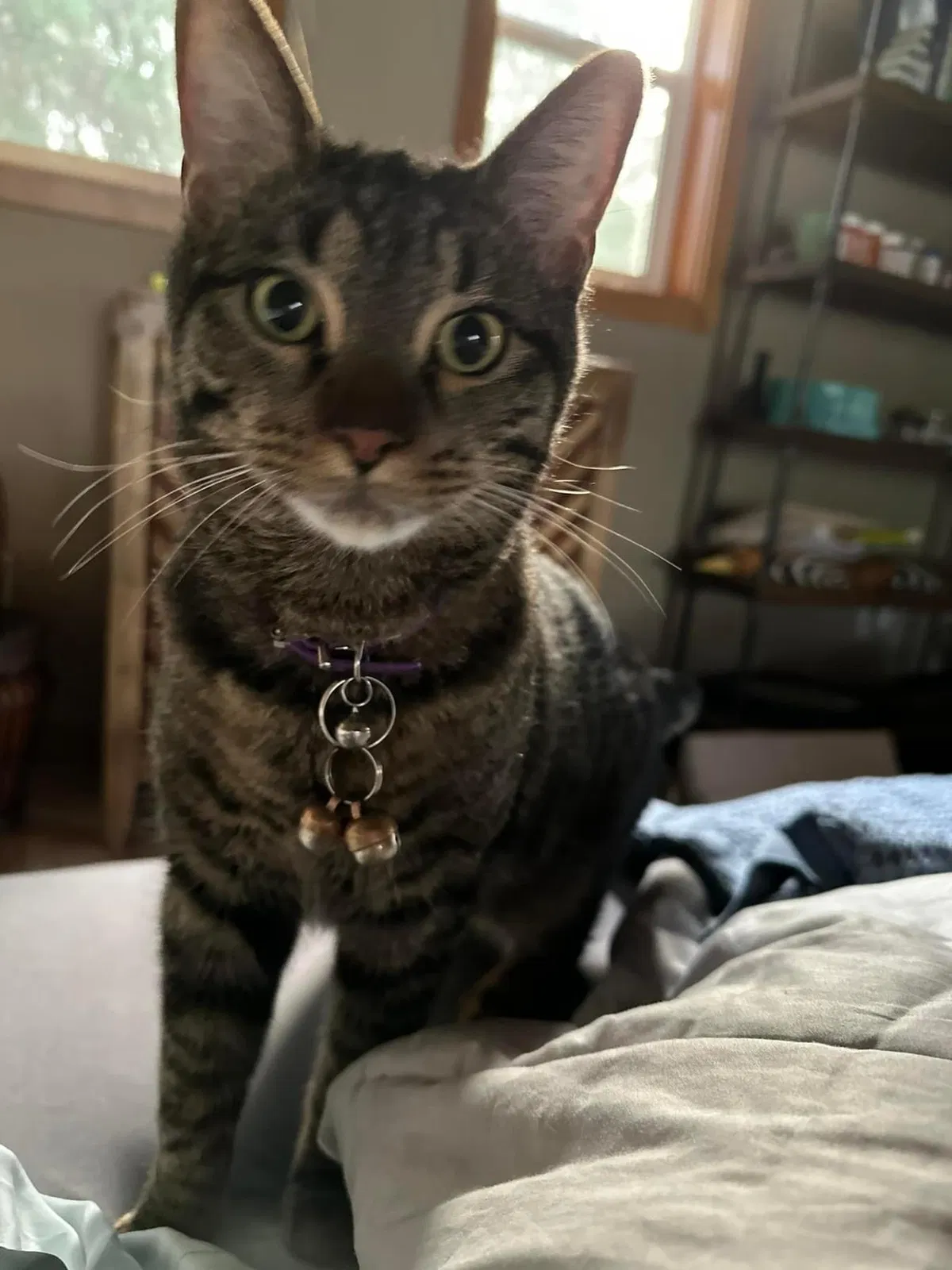 Lost cat in Woodinville, WA, 98077