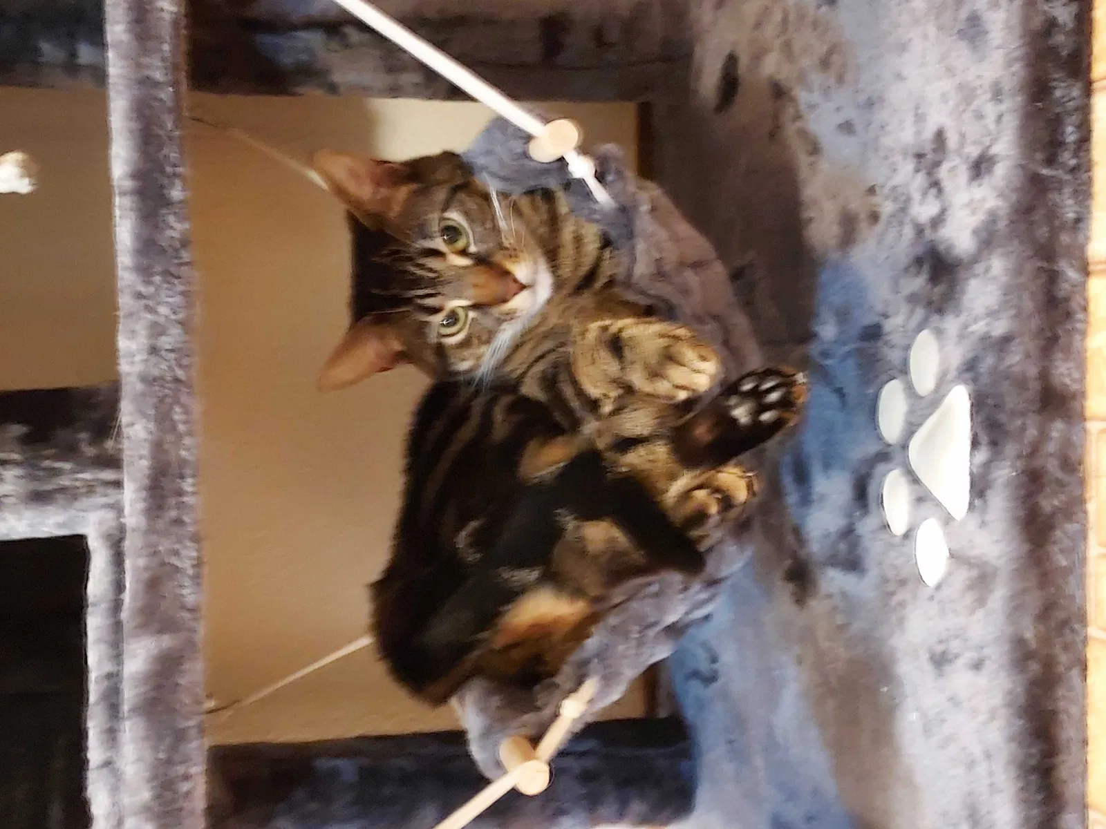 Lost cat in Bremerton, WA, 98310