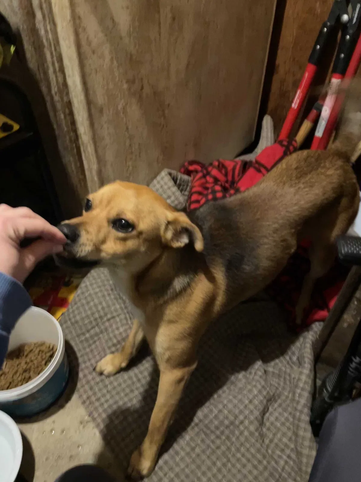 Found dog in Bay Minette, AL, 36507