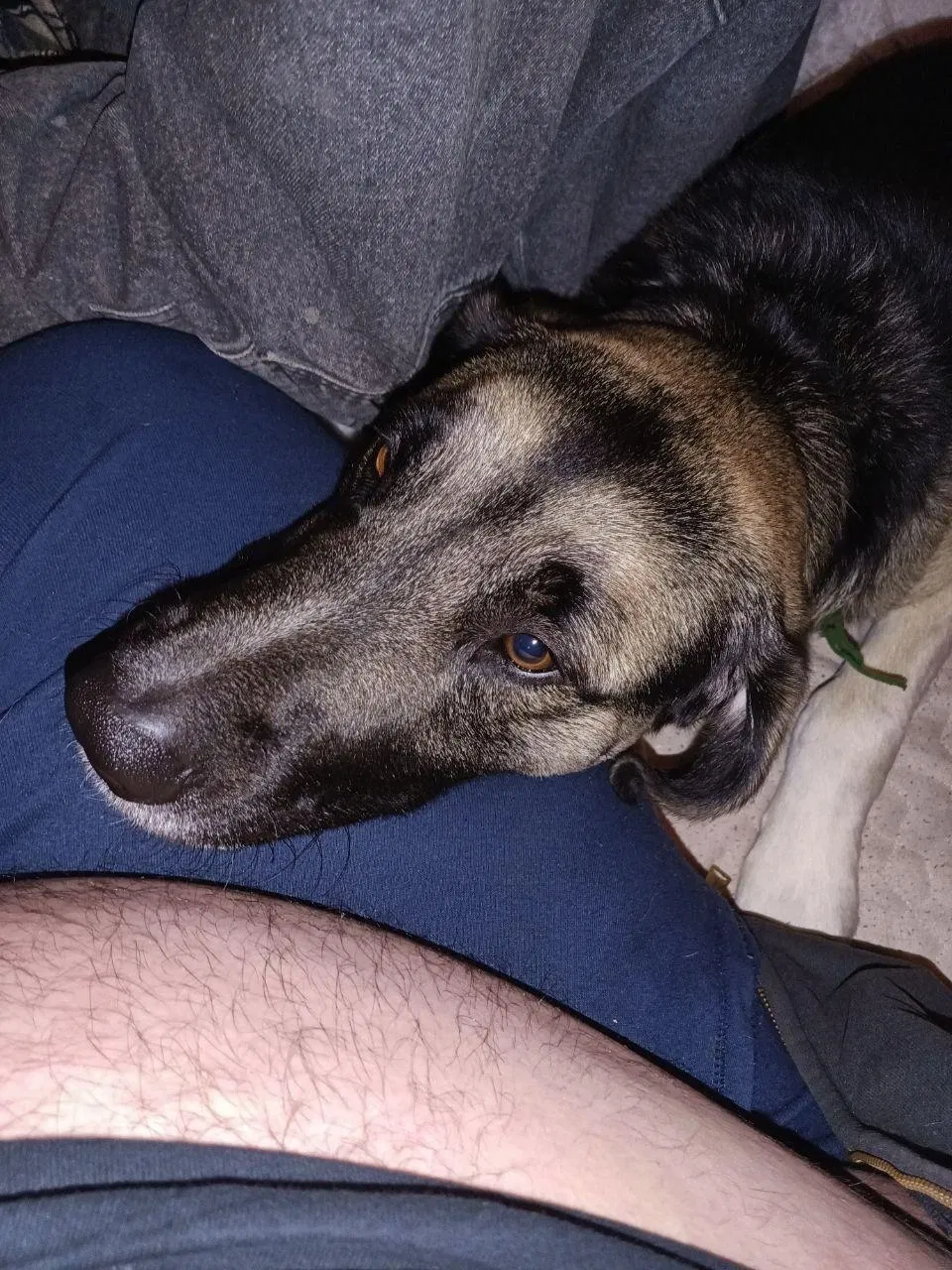 Lost dog in Springfield, MO, 65803