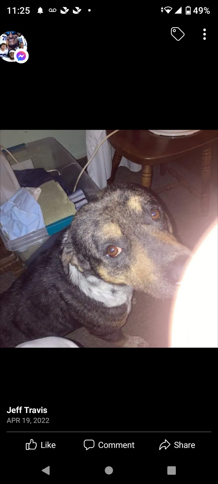 Lost dog in Dallas, TX, 75236