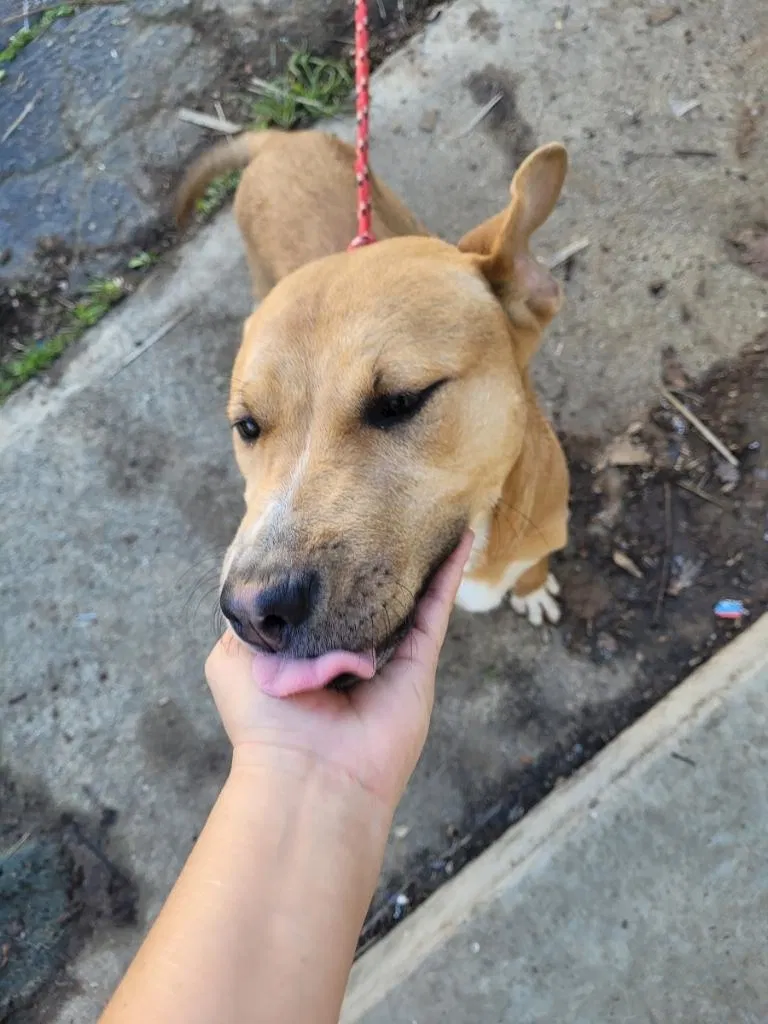 Found dog in Montebello, CA, 90640