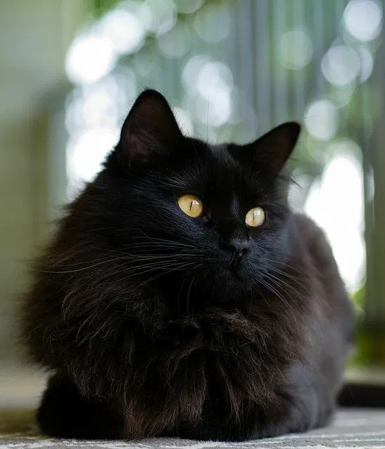 Lost cat in Richmond, KY, 40475