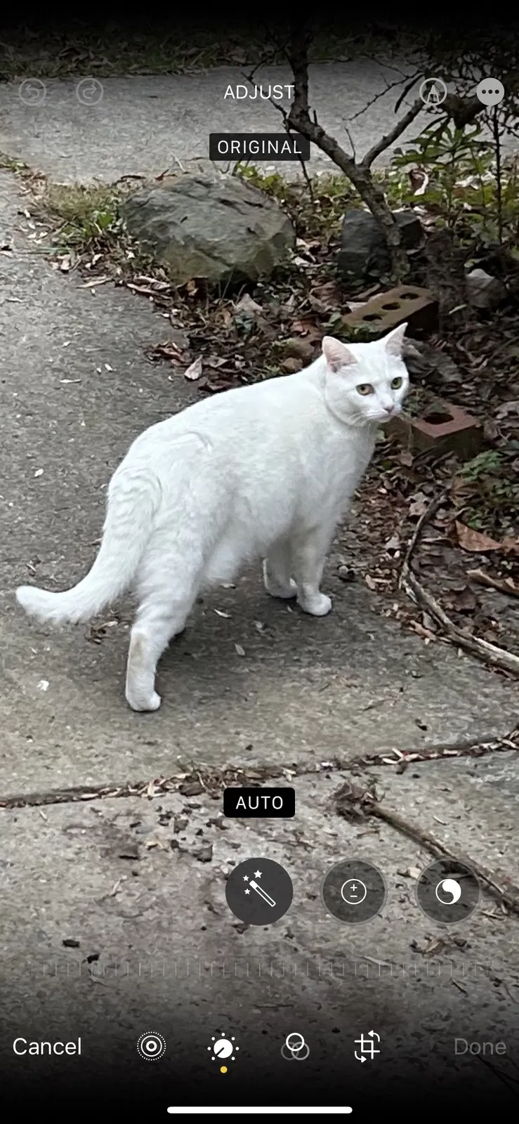 Lost cat in Charlotte, NC, 28211