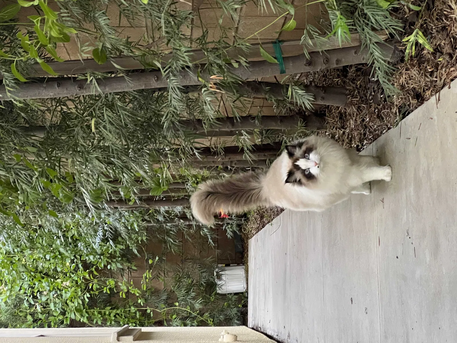 Lost cat in Irvine, CA, 92618