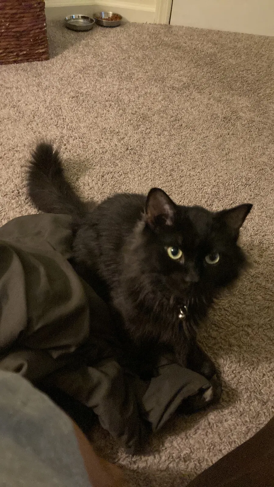 Lost cat in Uniontown, PA, 15401