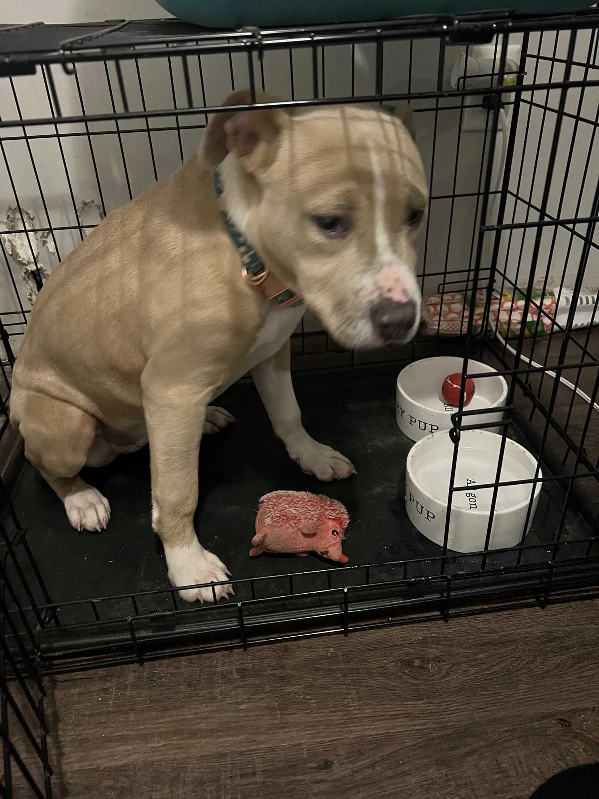 Lost dog in Cincinnati, OH, 45213