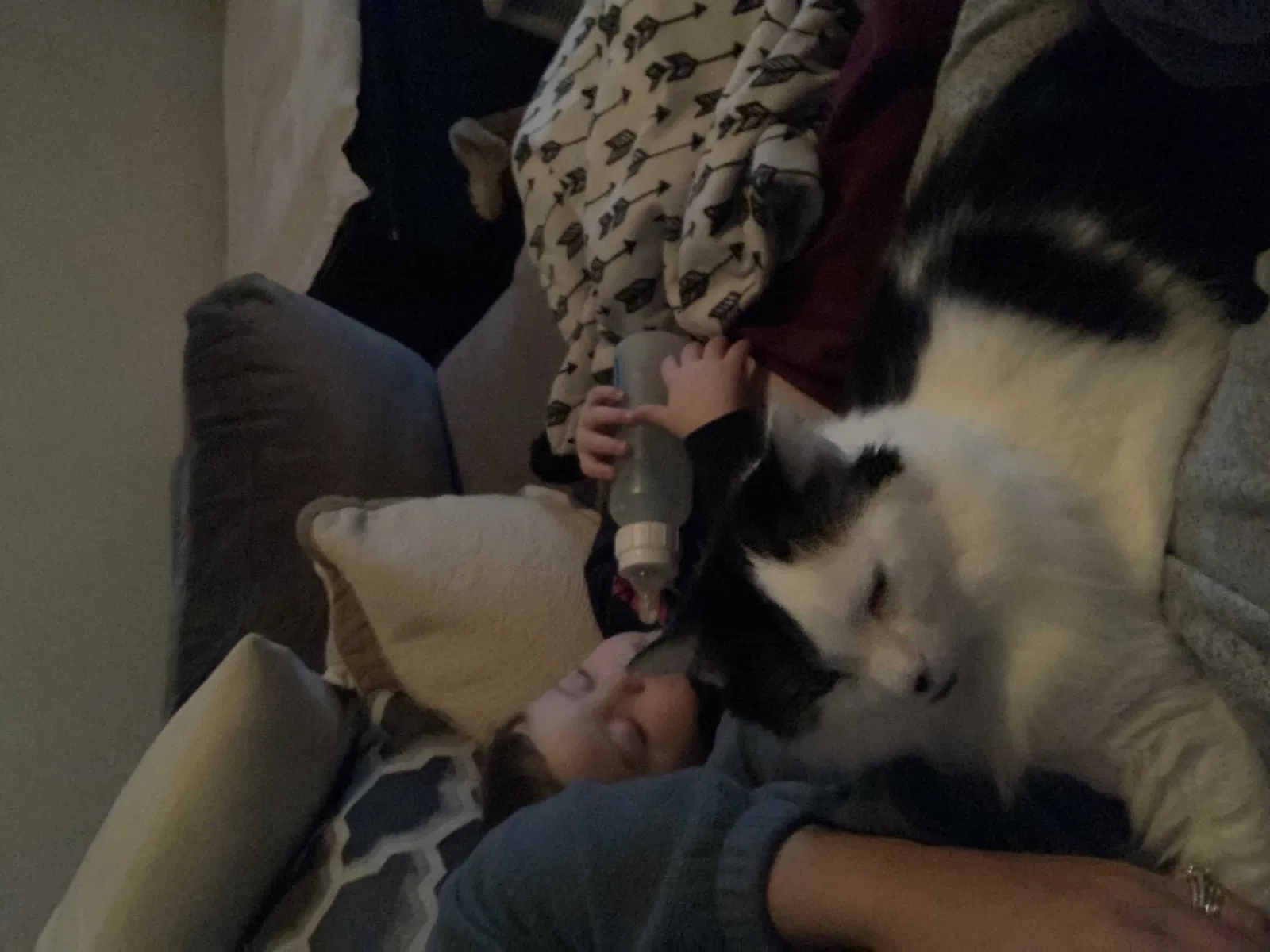 Lost cat in Evansville, IN, 47712