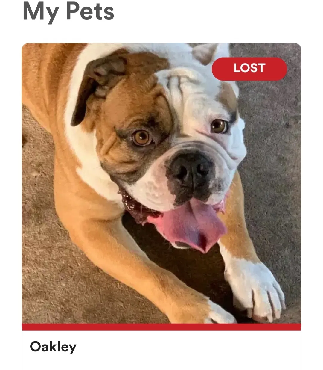 Lost dog in San Antonio, TX, 78224