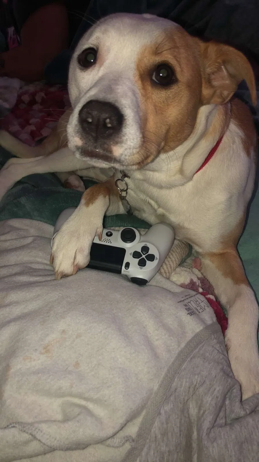 Lost dog in Albuquerque, NM, 87110