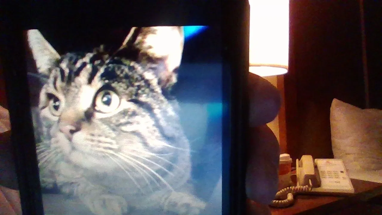 Lost cat in Aurora, CO, 80010