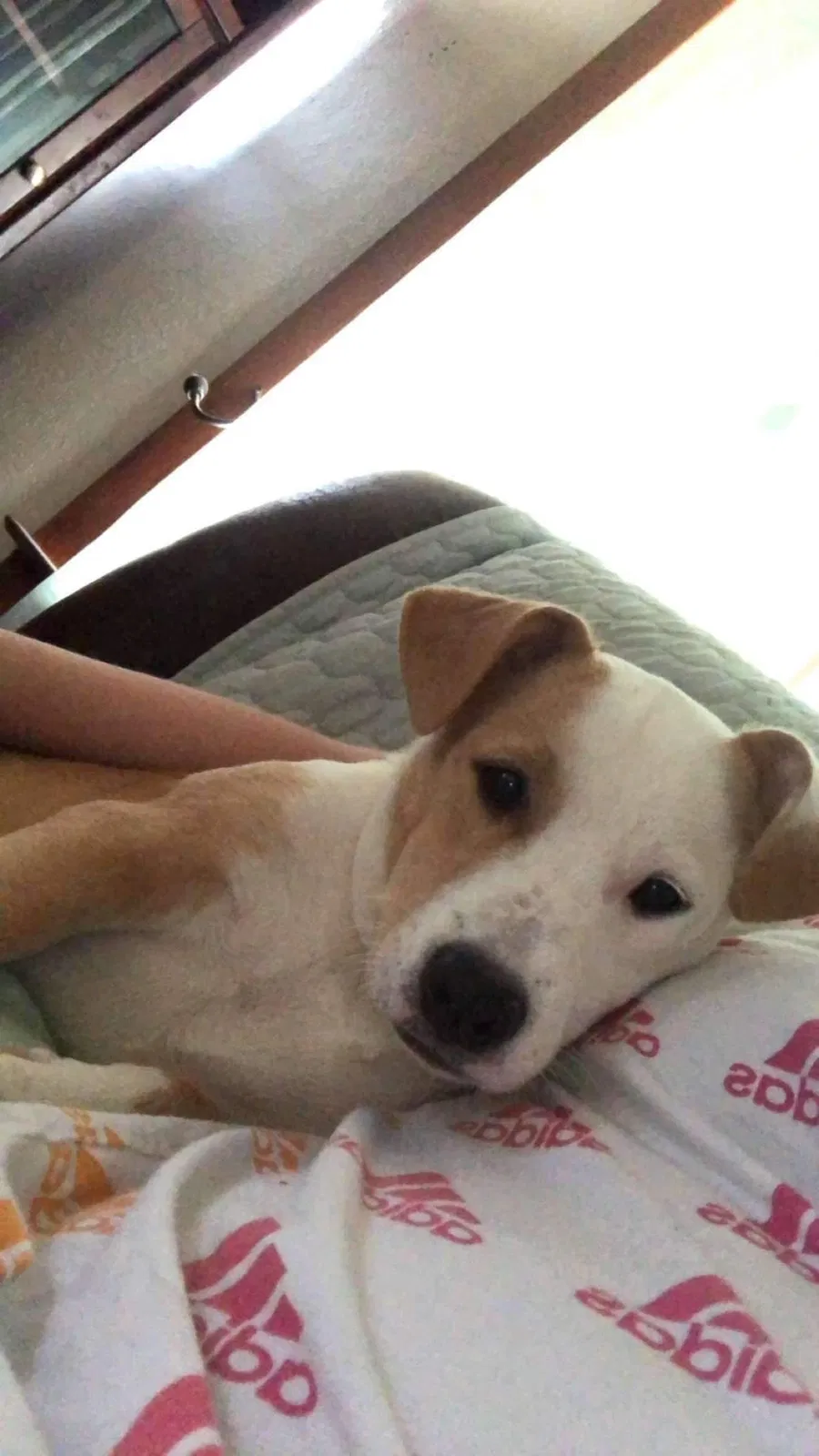 Lost dog in Albuquerque, NM, 87110