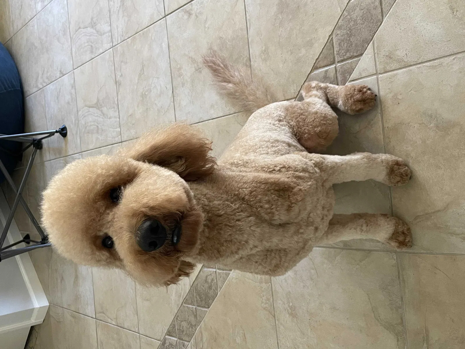 Lost dog in Mary Esther, FL, 32569