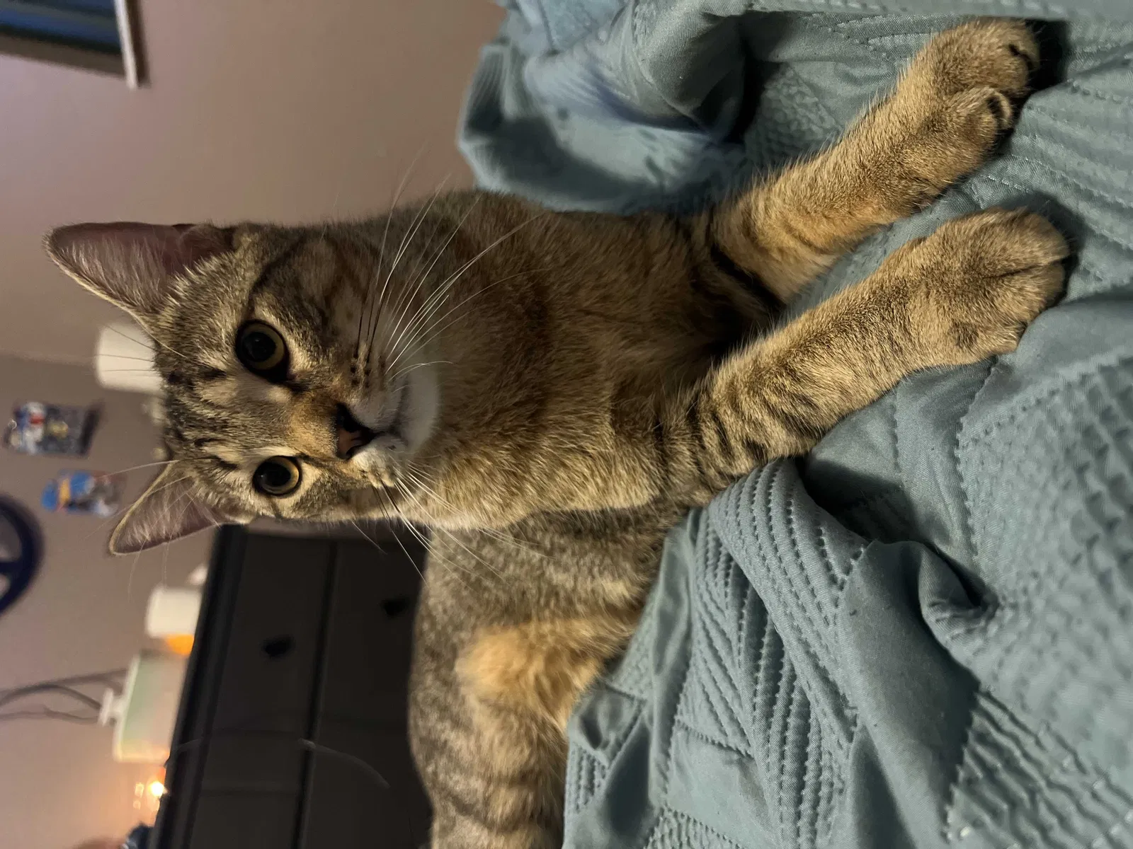 Lost cat in Cape Coral, FL, 33990