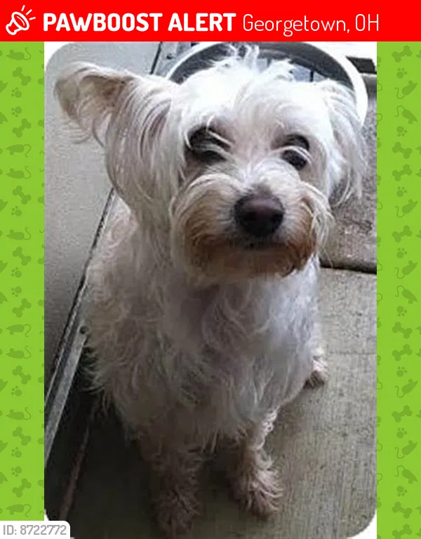 Lost dog in Georgetown, OH, 45121