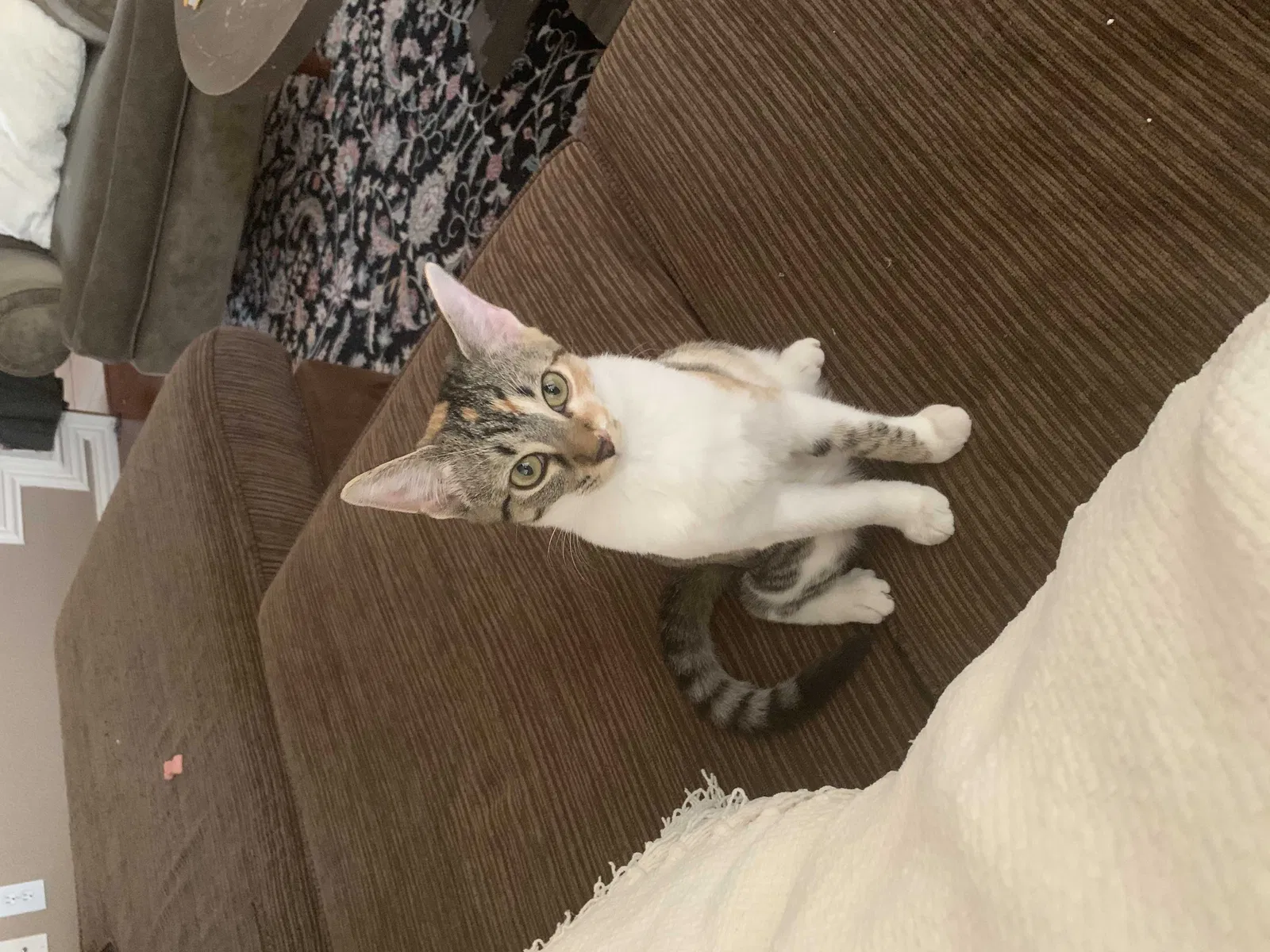 Lost cat in Keller, TX, 76248