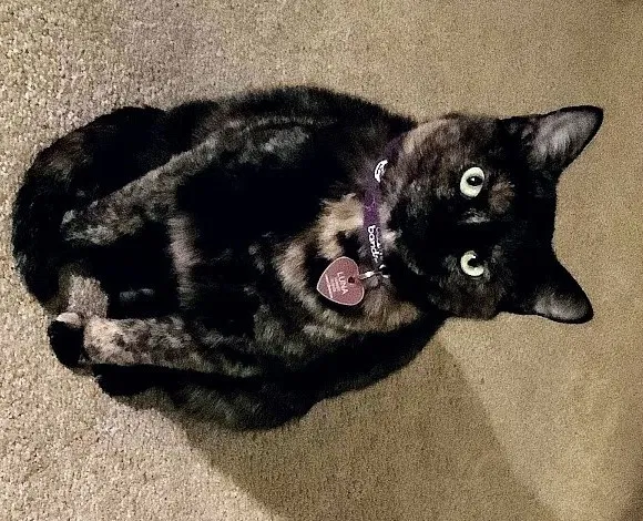 Lost cat in Fremont, CA, 94536