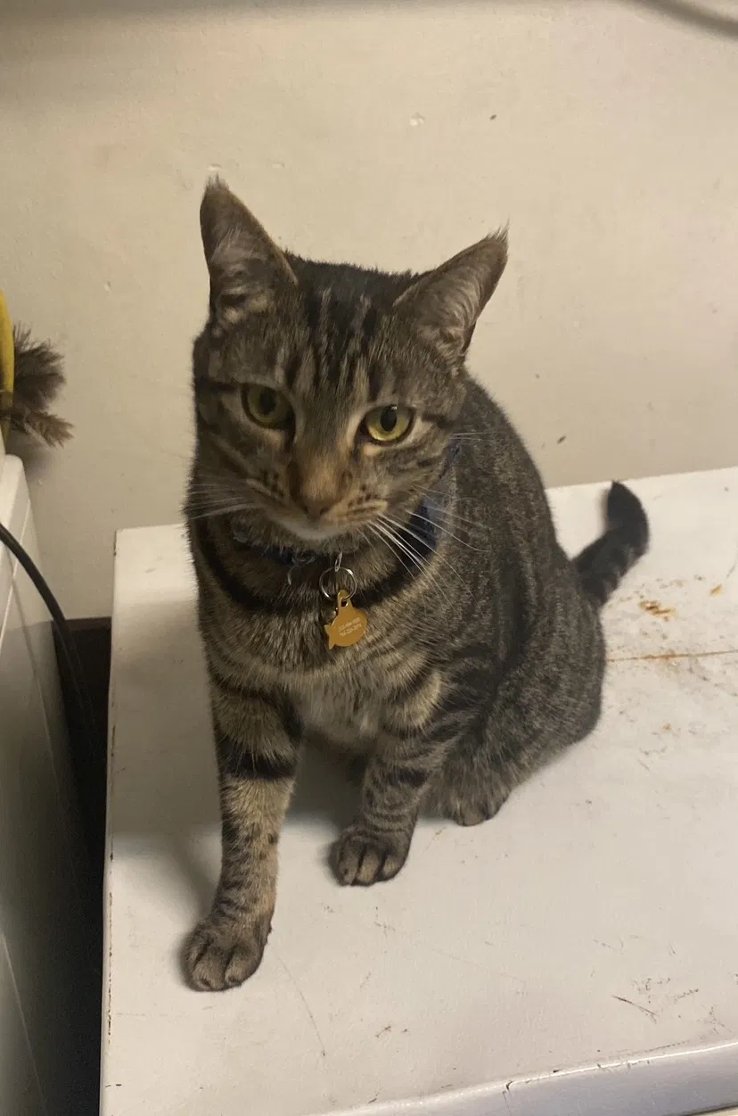 Lost cat in Cape Coral, FL, 33991