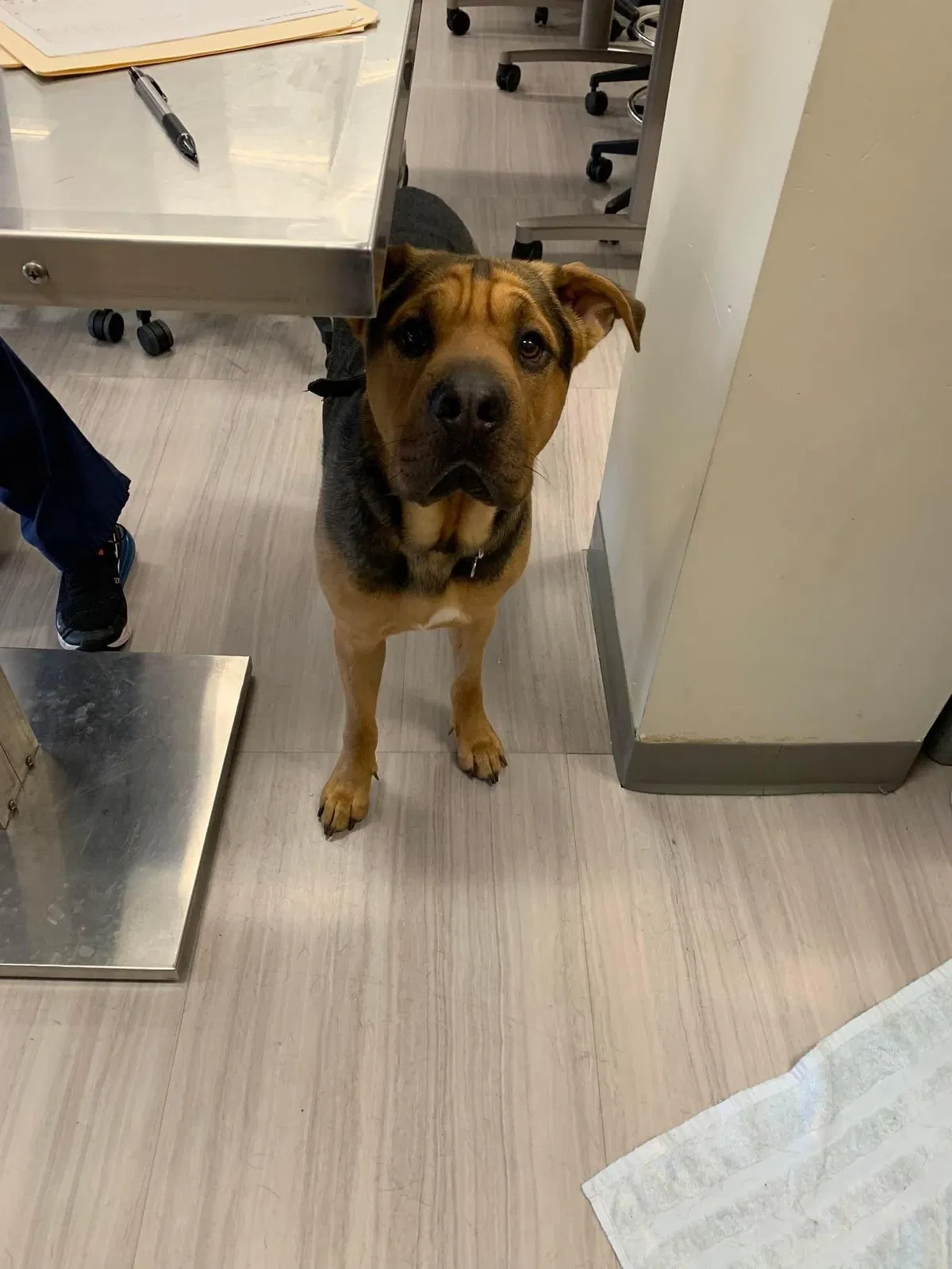 Lost dog in San Antonio, TX, 78233