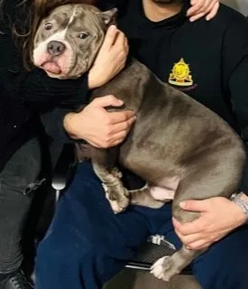 Lost dog in Chicago, IL, 60618