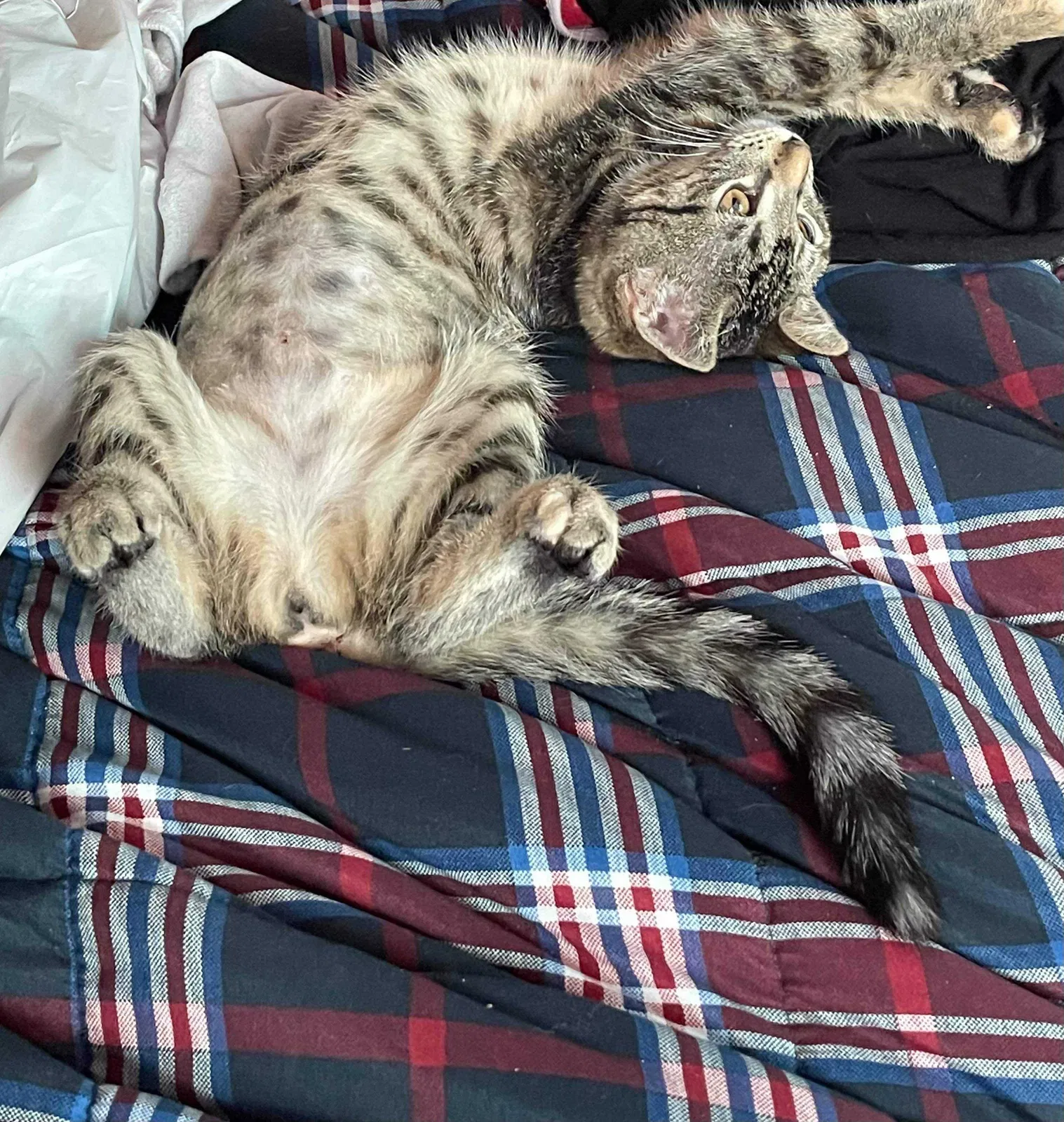 Lost cat in San Ysidro, CA, 92173
