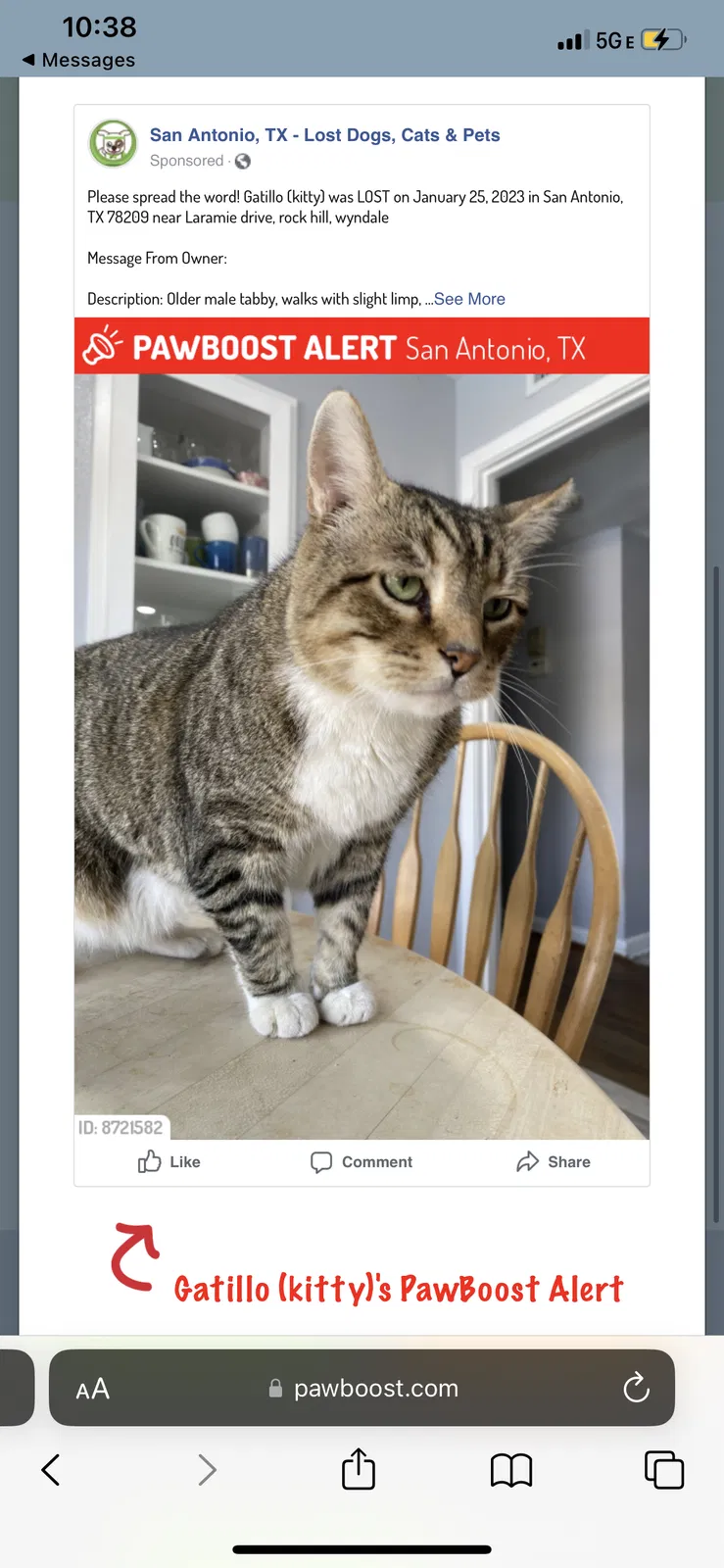 Lost cat in San Antonio, TX, 78209