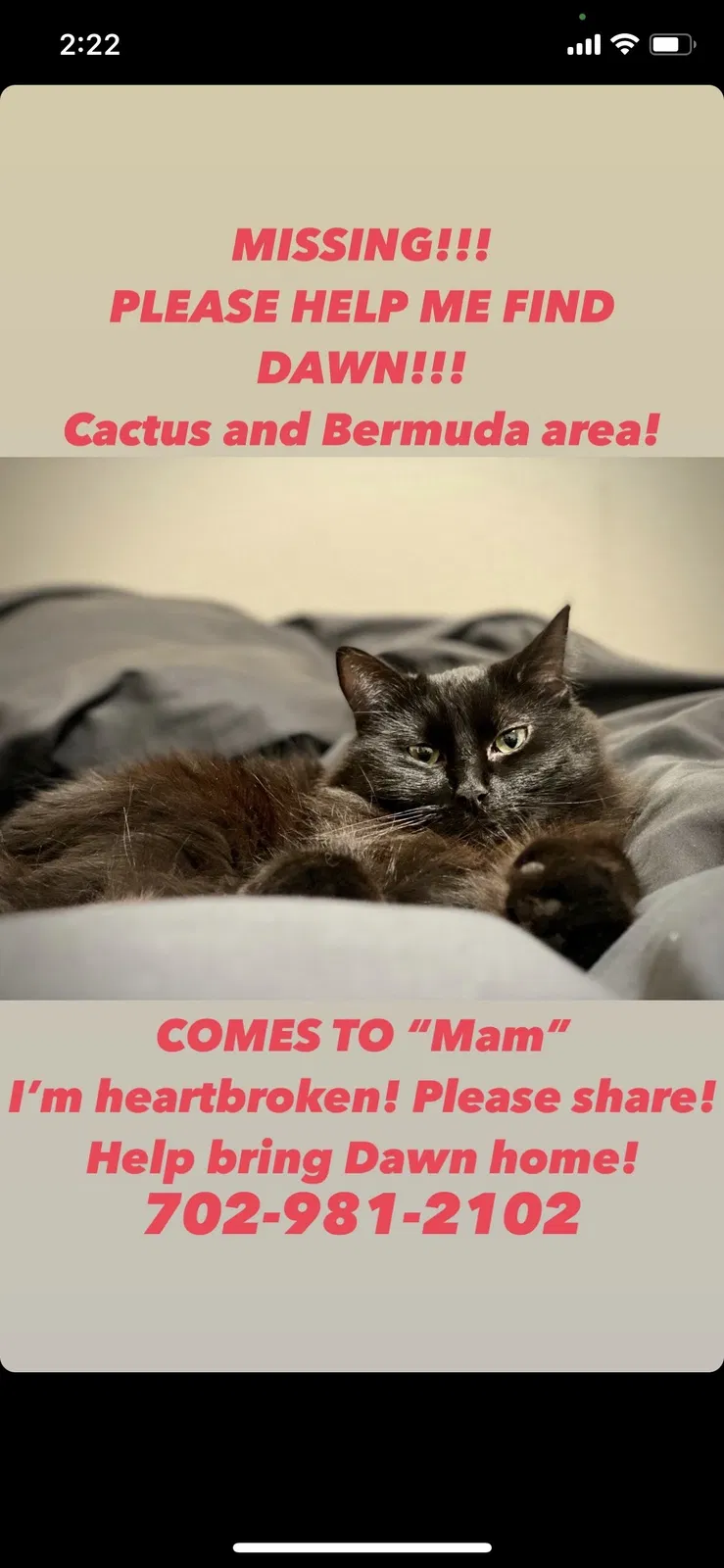 Lost cat in Las Vegas, NV, 89183