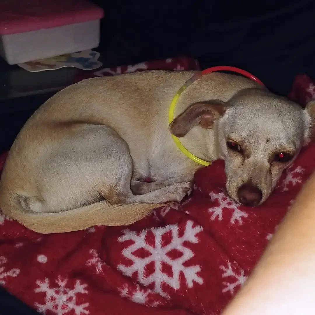 Lost dog in Kissimmee, FL, 34741