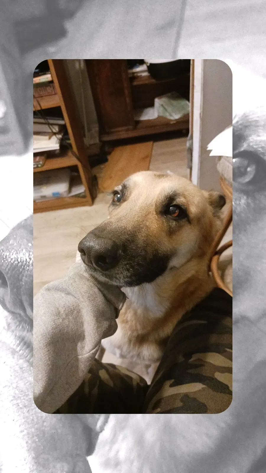Lost dog in Mount Dora, FL, 32757