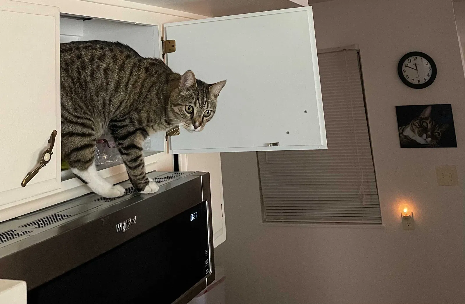 Lost cat in Sun City, CA, 92586