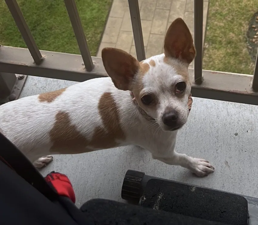 Lost dog in Houston, TX, 77021