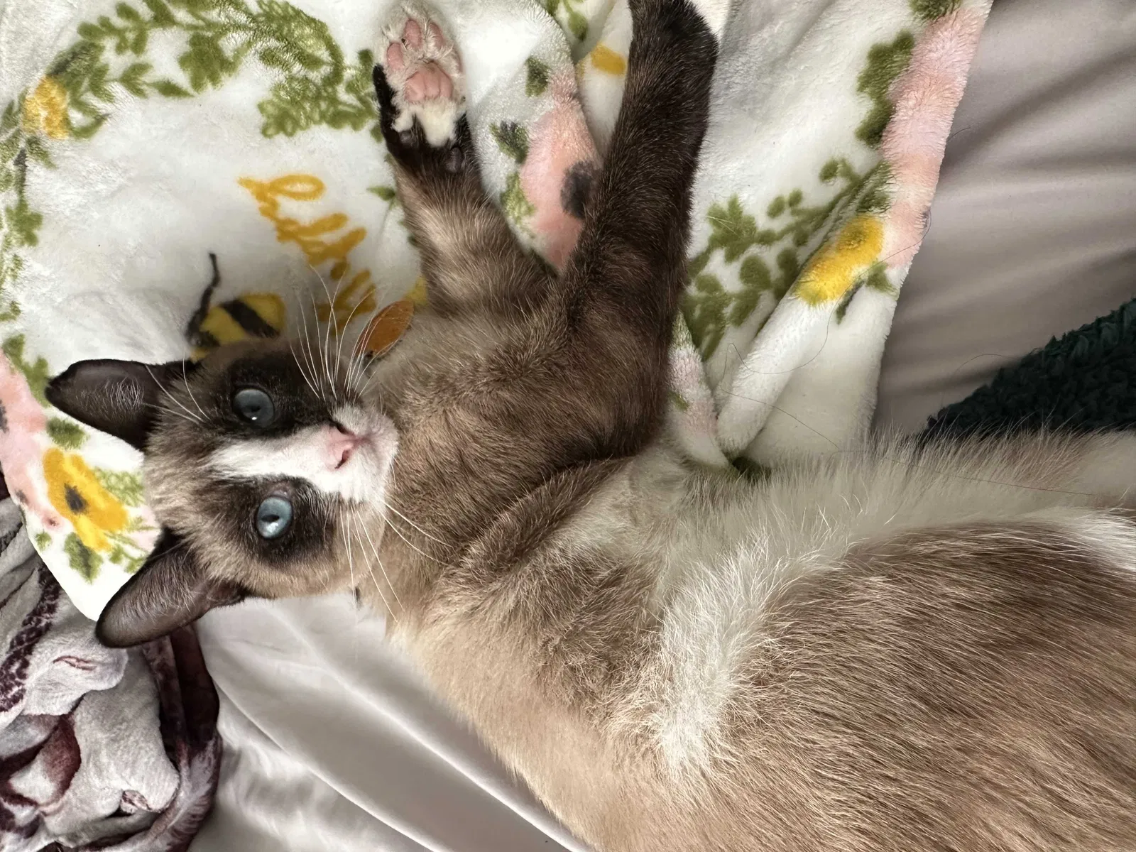 Lost cat in Placentia, CA, 92870