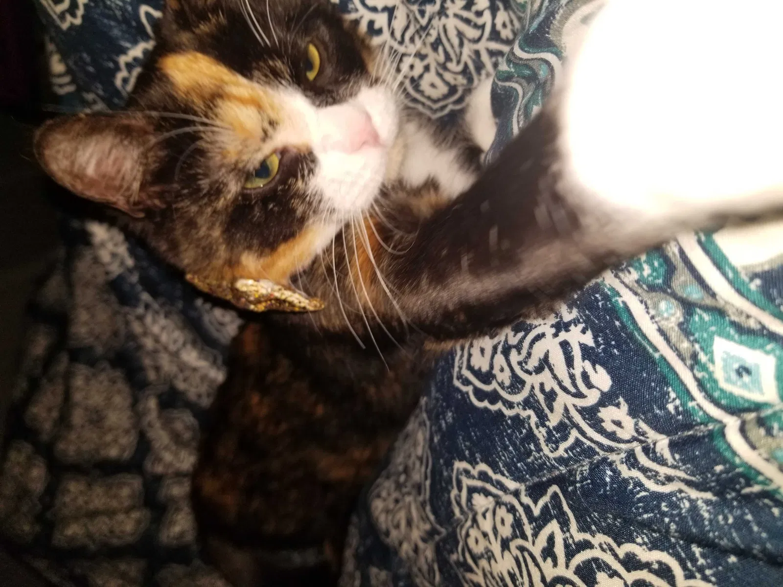 Lost cat in Gaston, SC, 29053