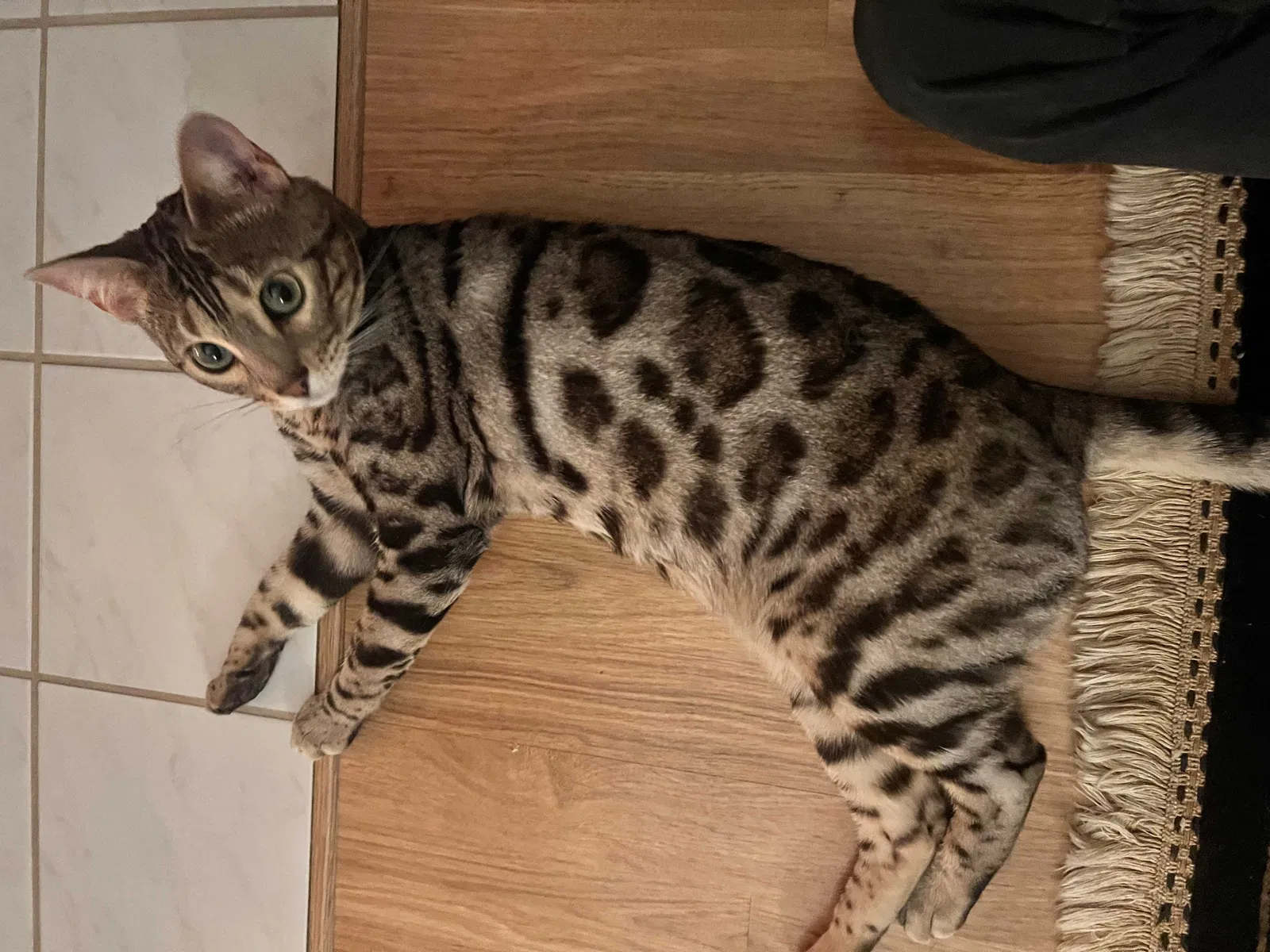 Lost cat in Newington, CT, 6111