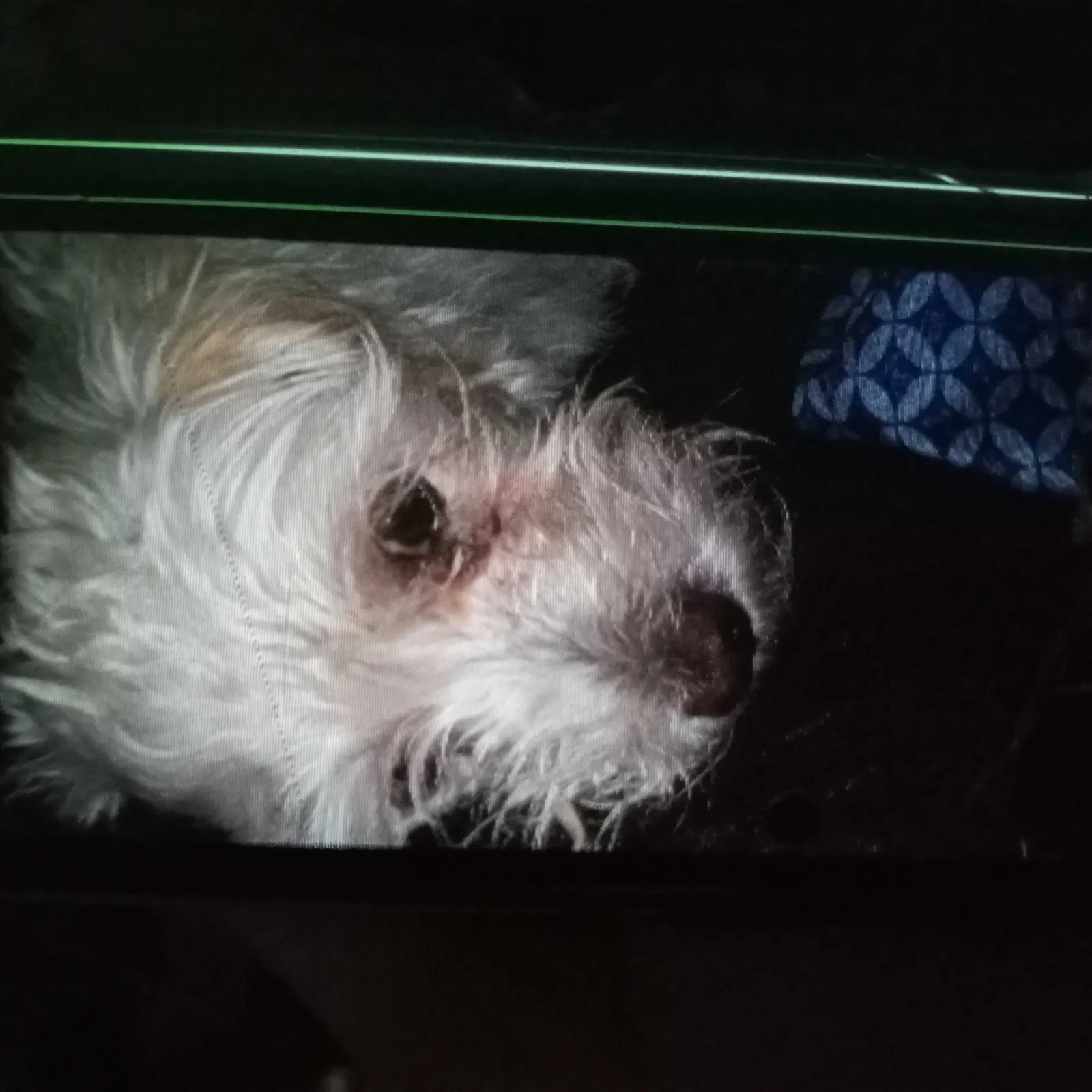 Lost dog in Tucson, AZ, 85713