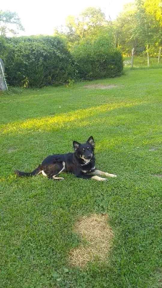 Lost dog in Farina, IL, 62838